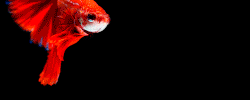 Zoobio aquariophilie